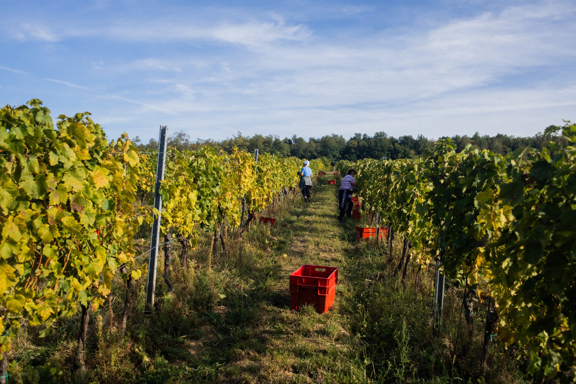 Berba u vinogradu Perić