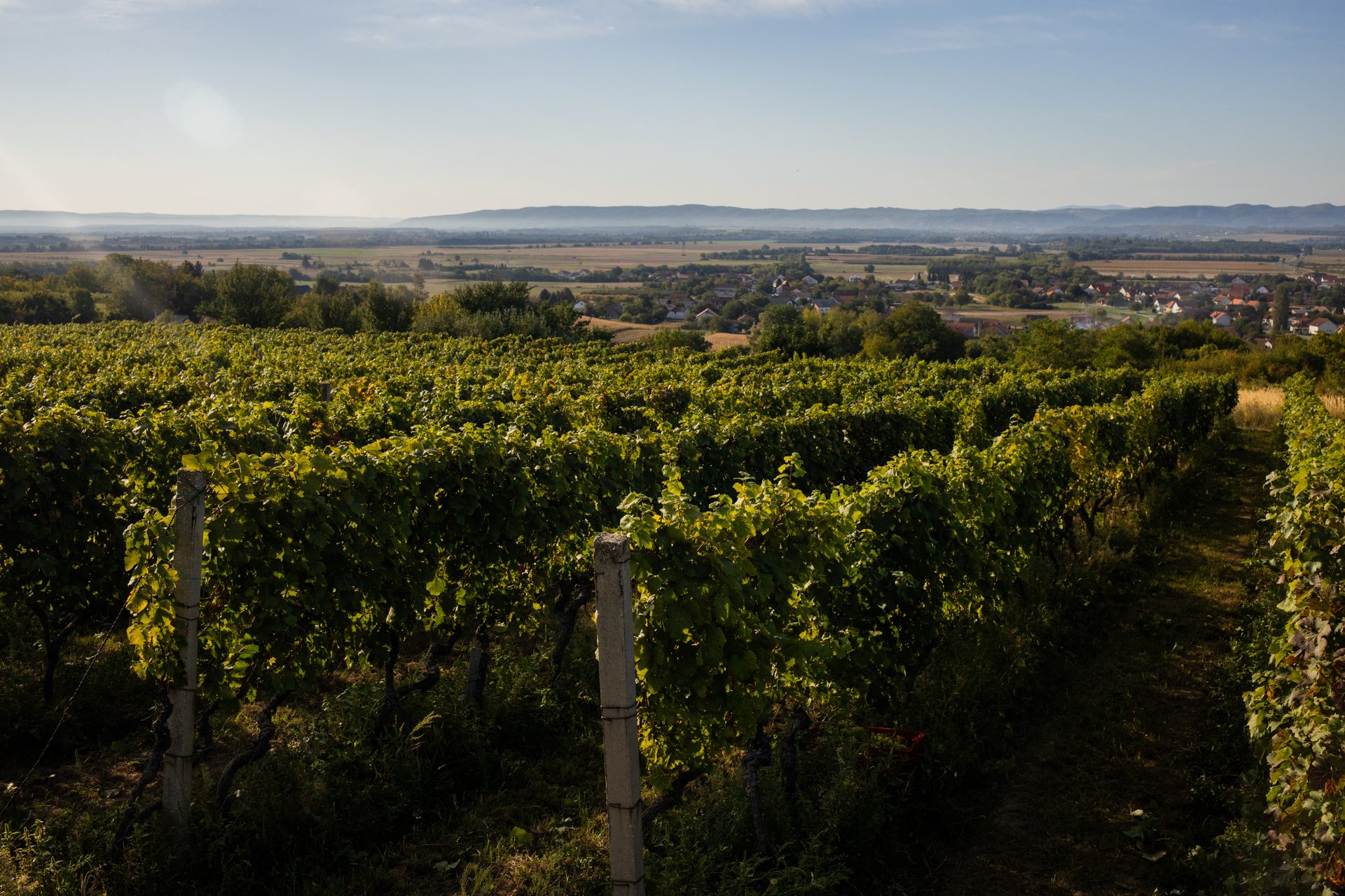Vinograd OPG Perić na brdu Šage